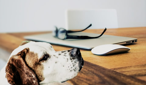 Sandia Heights Pet Sitters, LLC