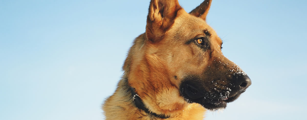 Sandia Heights Pet Sitters, LLC