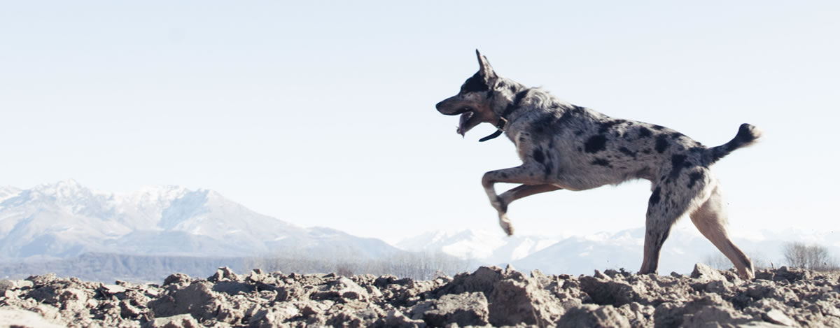 Sandia Heights Pet Sitters, LLC